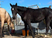 Kind yet Incredibly talented filly.
