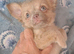 2 long coat chihuahua boys now available