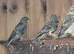 Native Green Finches