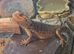 Bearded dragons
