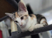 Beautiful Tortoiseshell Girl for sale
