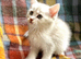 Blue Silver Polydactyl Male