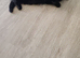 Cutest cat needs a new home (will pay if you can take care of her) ASAP