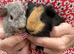 Beautiful Pair of Baby Guinea Pig Boars