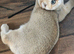 Scottish fold boys