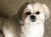 Male Shihtzu looking for new home