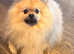 Cheeky Pomeranian for stud