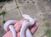 Male cow reticulated python
