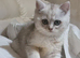 Beautiful little bsh chinchilla kitten