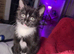 Female kitten black and white ready now Craigavon NI