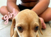 DAUSCHOUNDS PUPPIES READY 30TH AUGUST