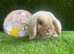 Mini lop boy