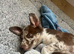 male Borador puppy