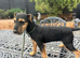 Lakeland terrier pup