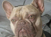 Beautiful male French bulldog