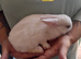 Baby rabbits for sale