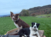 Red collie stud dog