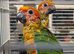 Sun Conure Baby for Sale (1 SOLD, 1 Available)