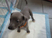 kc registered whippet pups for sale
