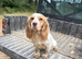 4 YEAR OLD WORKING COCKER SPANIEL