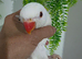 Albino ringnecks for sale baby