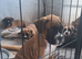 KC Registered Bobtail & Tail boys