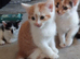 5 beautiful kittens looking for there forever homes