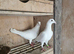 White busscheart