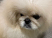 White male Pekingese
