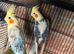 A pair cockatiels for sale