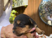 Pups for sale