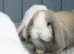 Beautiful baby mini lops