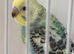 Baby budgie ring number 37 2026 rung