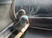 Grey and blue parrotlets