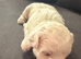 for sale maltese puppies