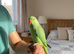 Baby ring neck talking parrot