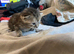 Kittens ready 1st week in June