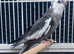 Various baby & adult cockatiels