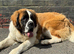 11 month old female Saint Bernard