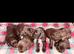 Cocker spaniel pups