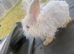 Stunning lion head and mini lion lop mixed breed
