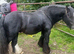 6 Year Old 12.2hh Stallion Project