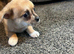 Cute puppies for sale