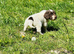 Cocker spaniel puppies