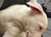 Pocket bully pup can drop anywhere