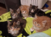 Lovely kittens