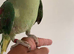 Baby alexandrine