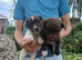 Minature jack russell puppies