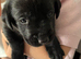 Labrador puppies for sale to leave now.