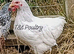 Wyandotte Bantam Pullets
